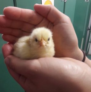 Hands cradle a yellow baby chick,